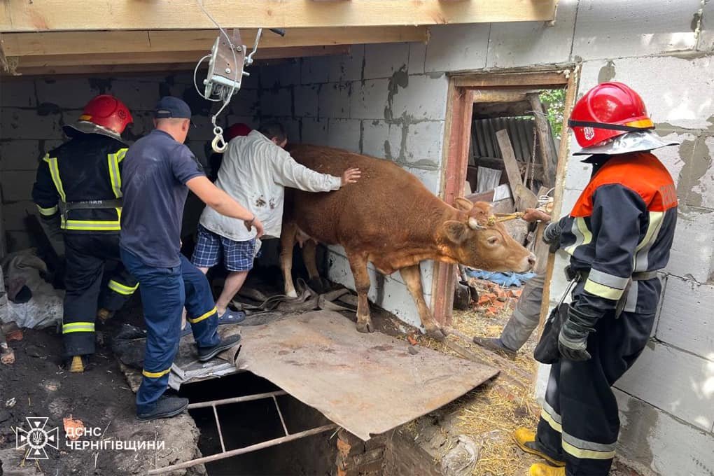 Корова з Чернігівщини відійшла від переляку й ходить на пасовище