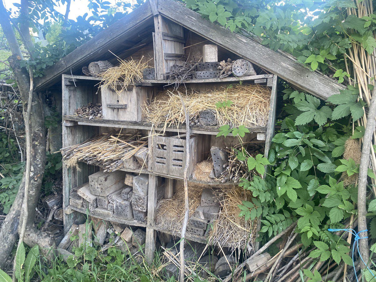 «Готель» для комах
