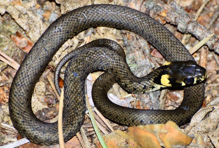 Вуж звичайний