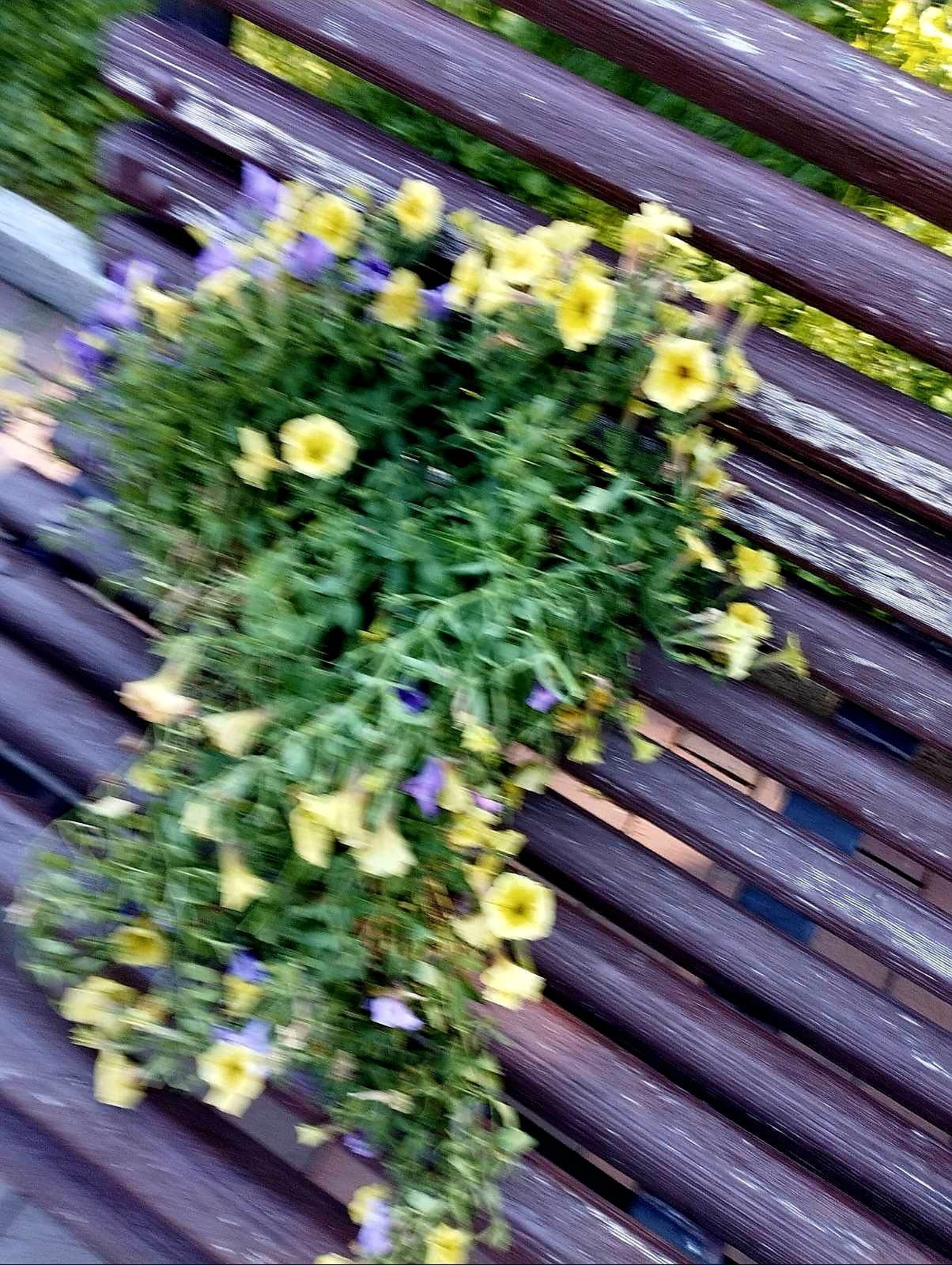 Спаплюжені квіти