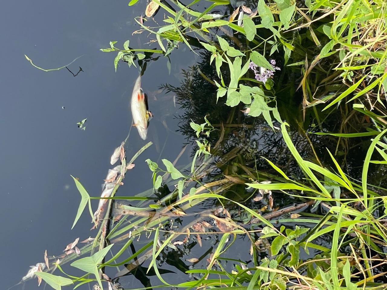 Наслідки отруєння води