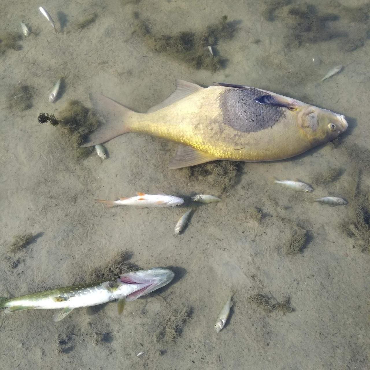 Наслідки отруєння води