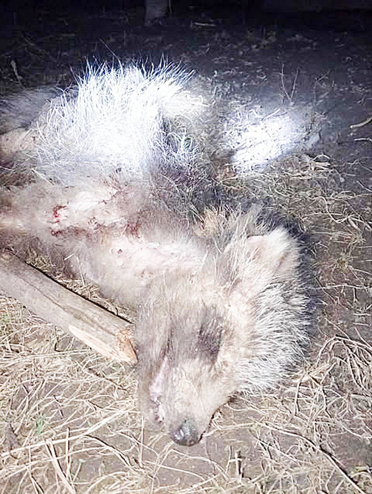 Солонівська «чупакабра