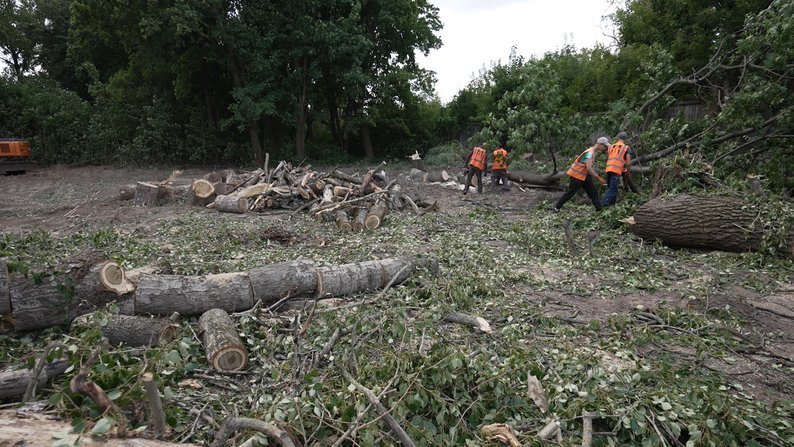 Фото: Суспільне Чернігів, Комунальники спилюють дерева на вулицях Стрілецькій та Курсанта Єськова Комунальники спилюють дерева на вулицях Стрілецькій та Курсанта Єськова