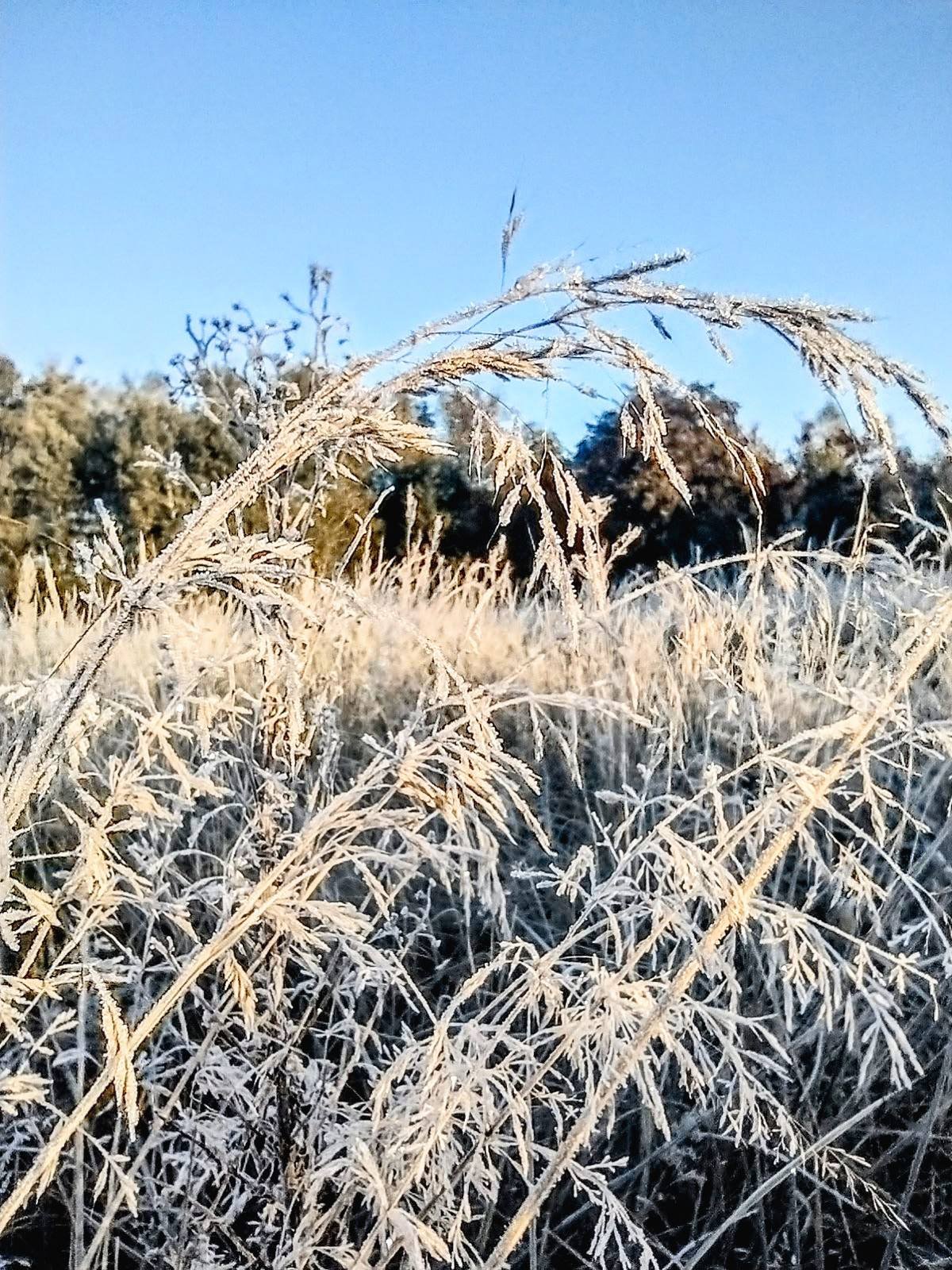Холодний ранок Корюківки