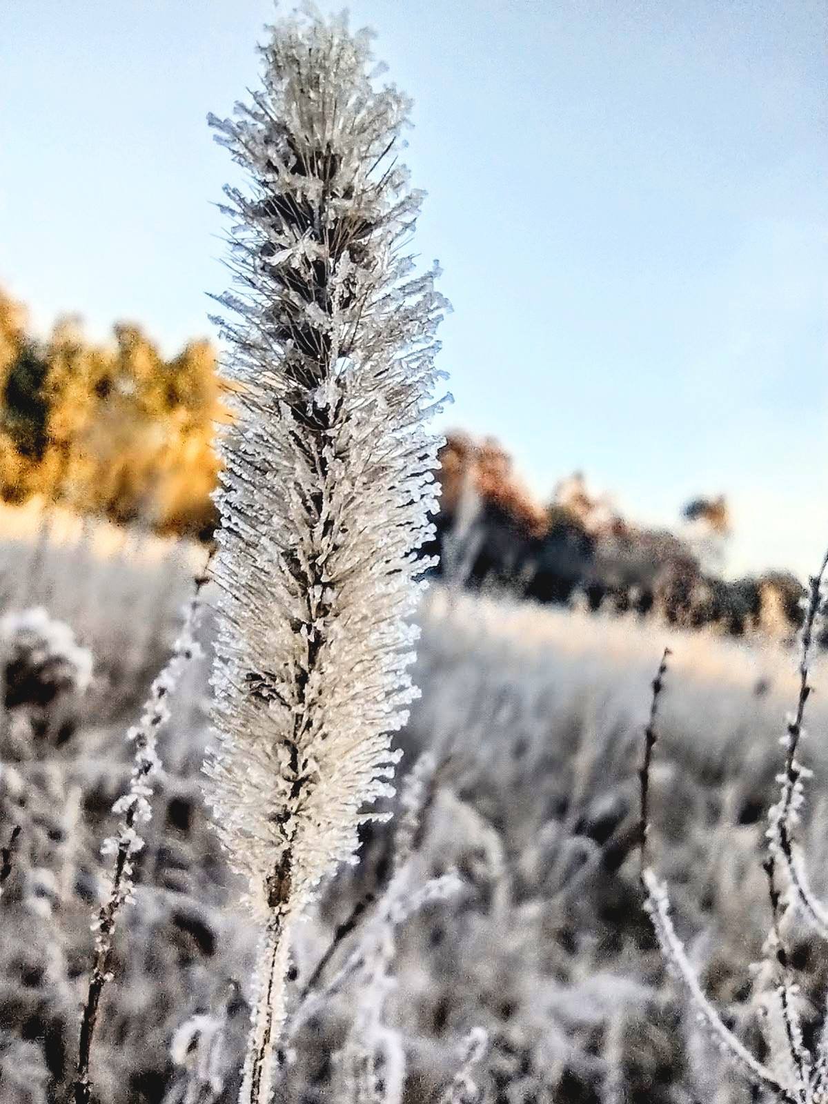 Холодний ранок Корюківки