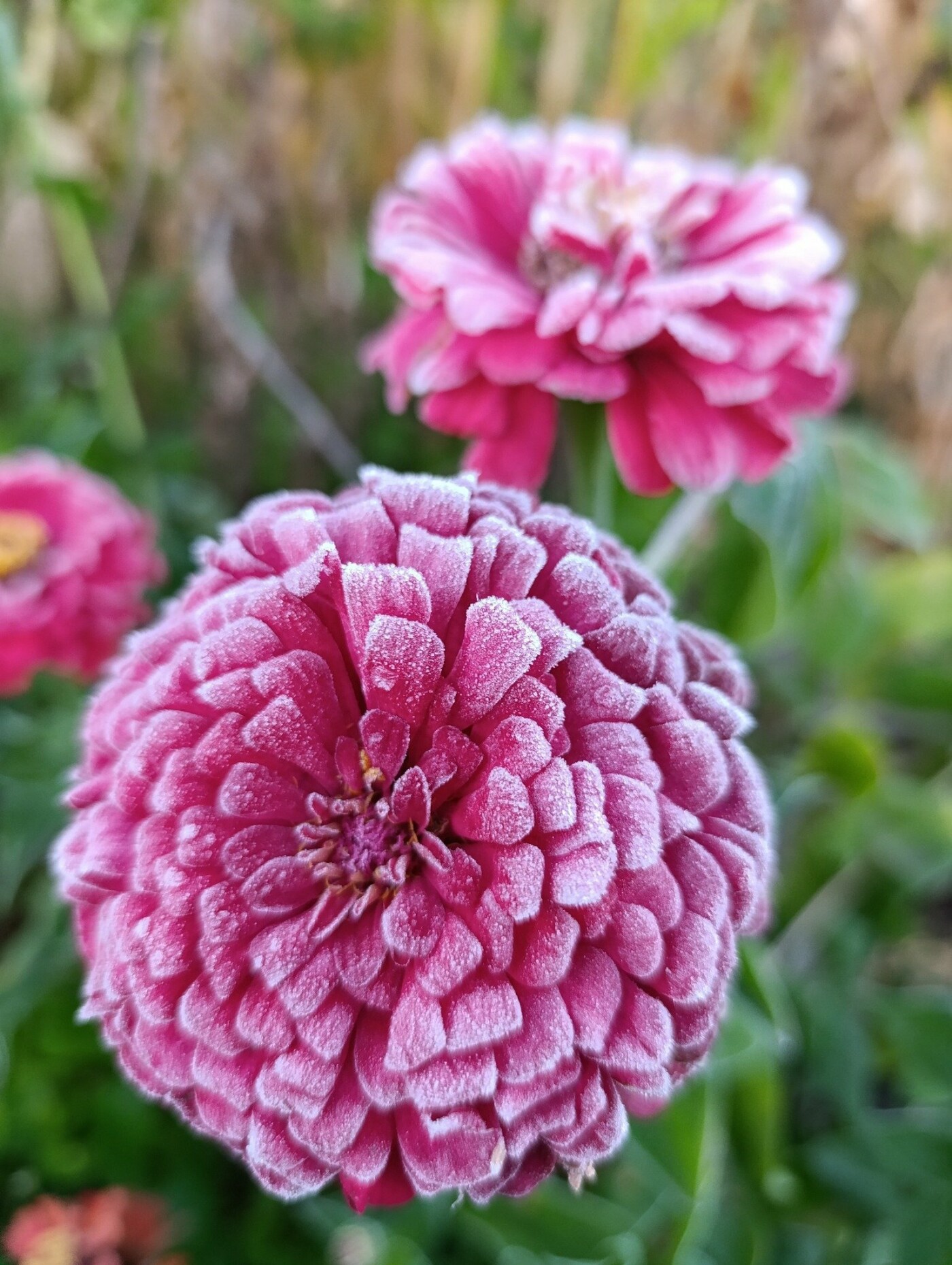 Морозець на Чернігівщині