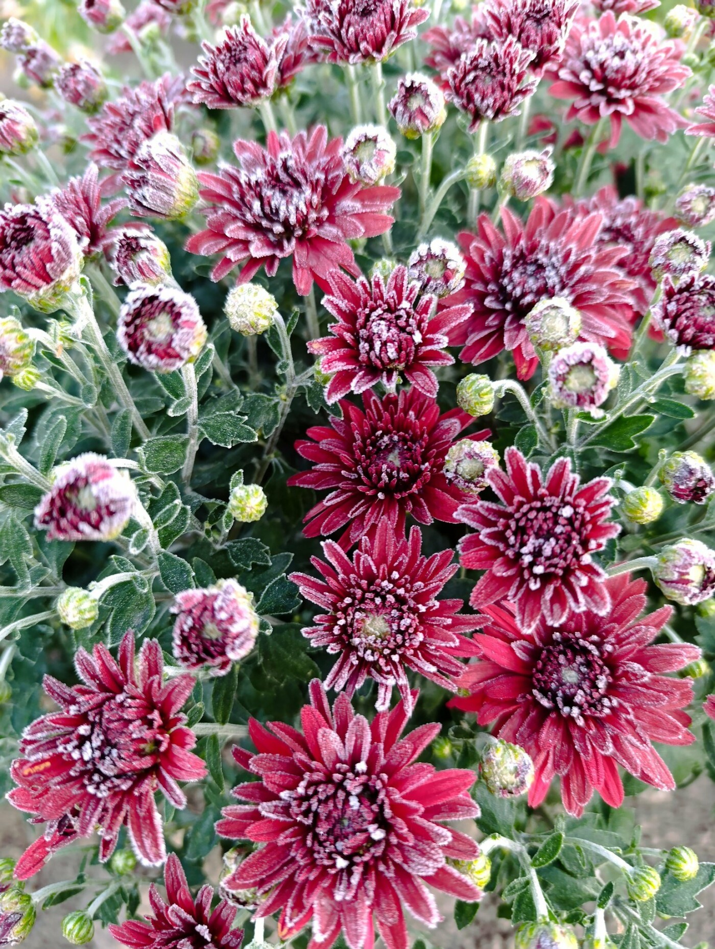 Морозець на Чернігівщині