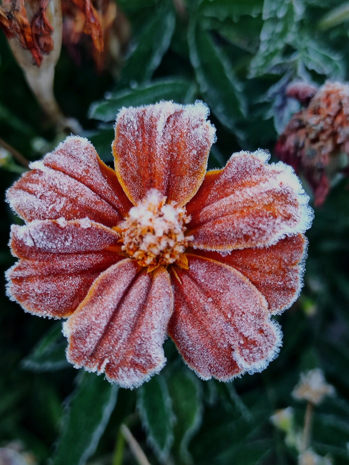 Морозний ранок у Сахутівці, Корюківський район