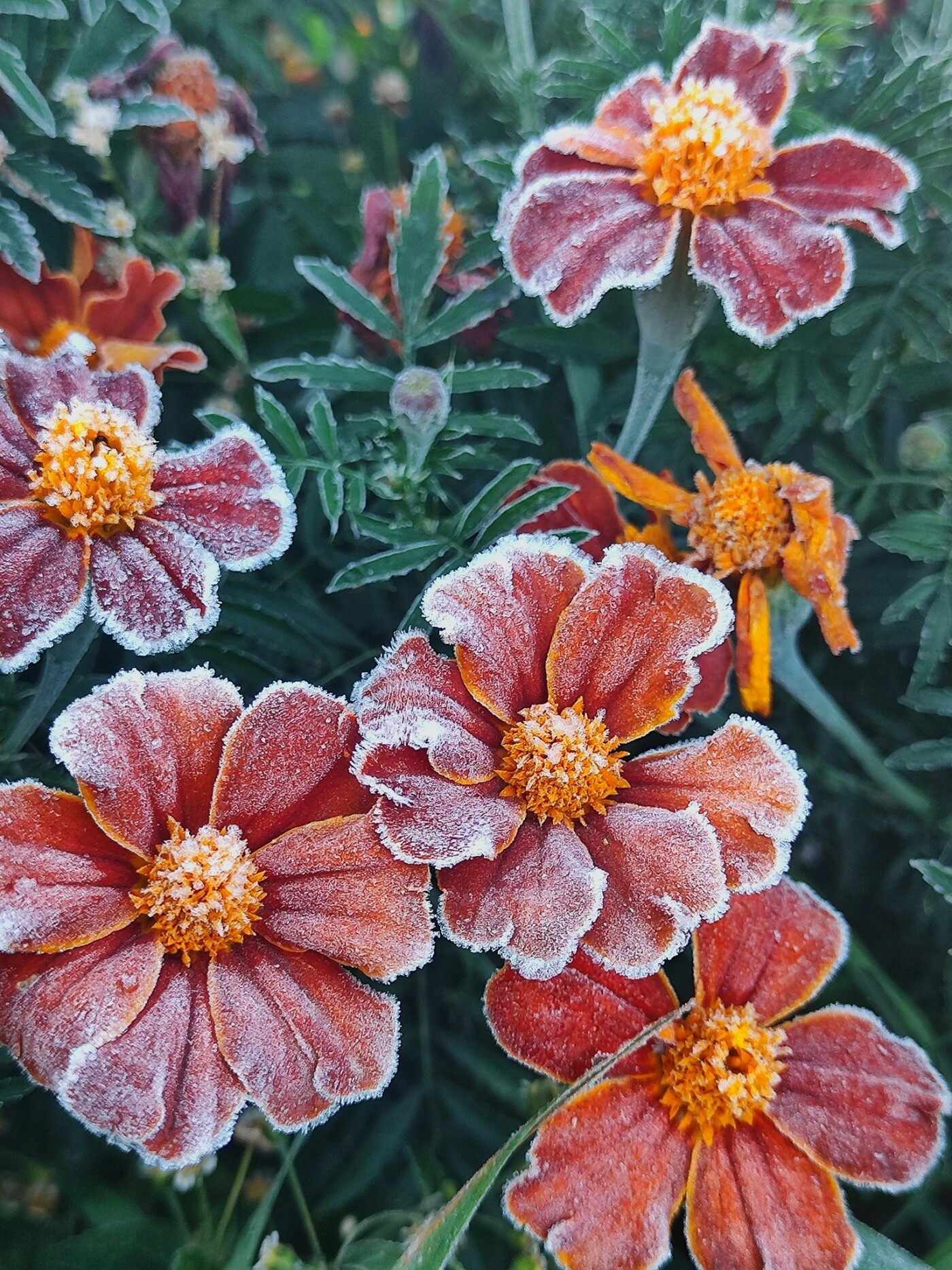 Морозний ранок у Сахутівці, Корюківський район