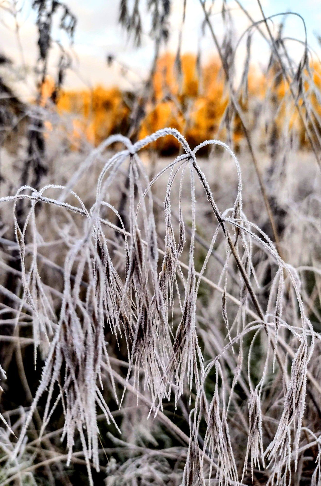 Холодний ранок Корюківки