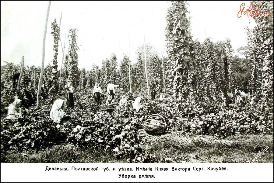 Збір хмелю в XIX ст. Джерело:https://www.facebook.com/media/set/?set=a.1227132543992437&type=3. Володимир Козюк – колекція рідкісних листівок періоду кінця XIX початку XX ст.