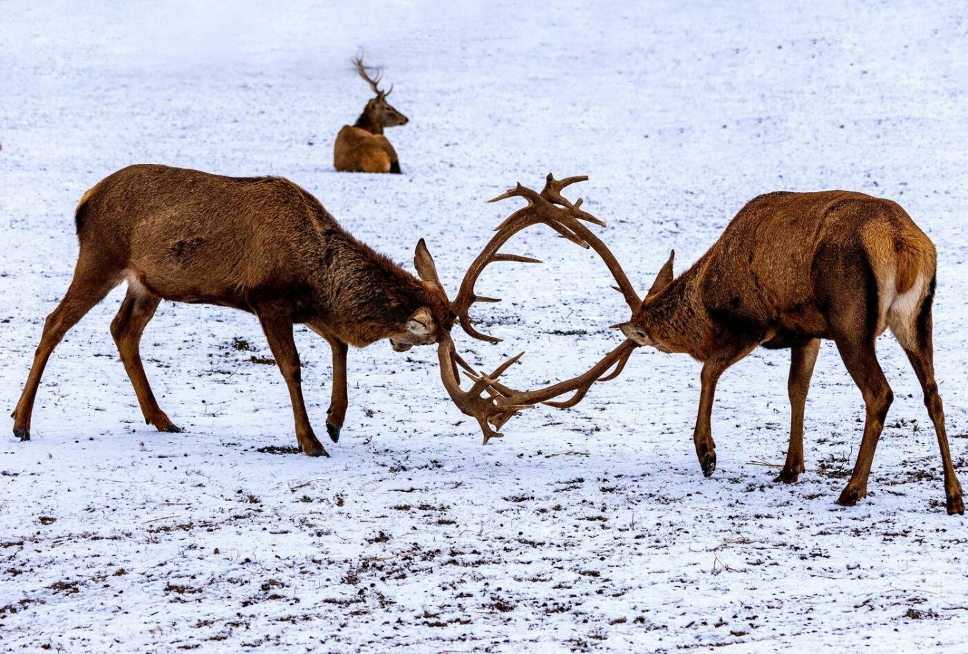 Самці благородного оленя під час гону
