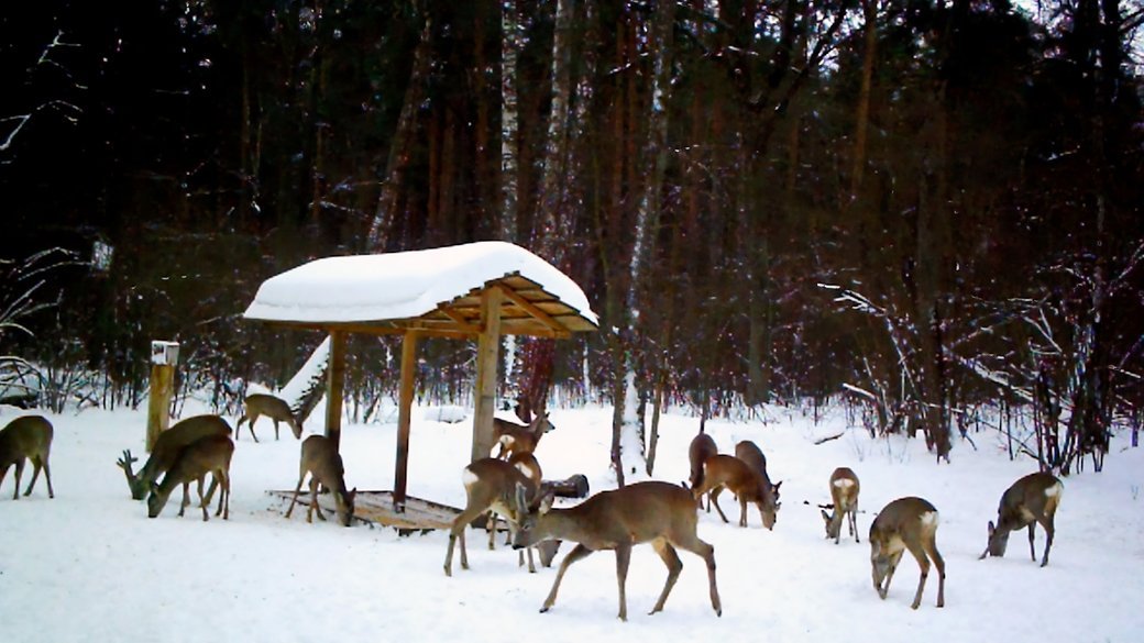 Тварини у лісі. Фото: Суспільне Чернігів