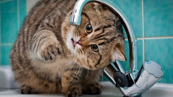 Экономить или нет? Черниговцы – о горячей воде Экономить или нет? Черниговцы – о горячей воде, Приступа Екатерина