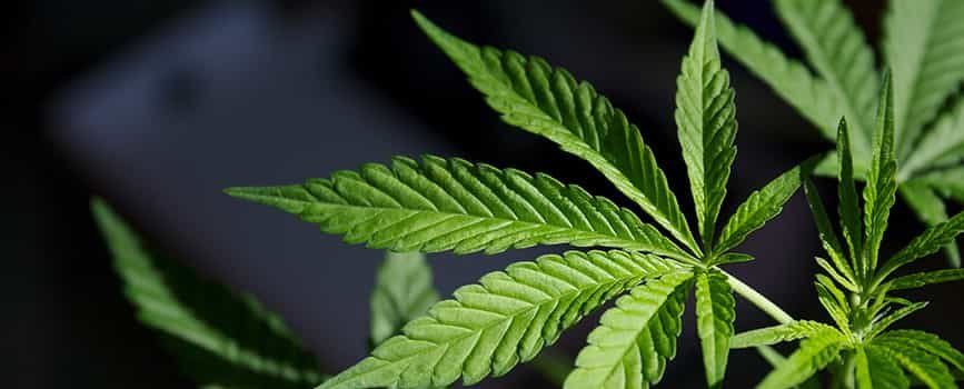 насіння коноплі від rastaman-seeds