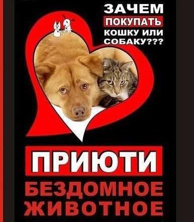 помощь животным2